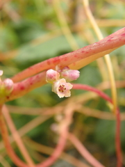 Cuscuta monogyna