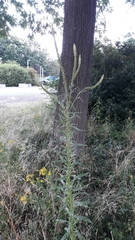 Reseda luteola