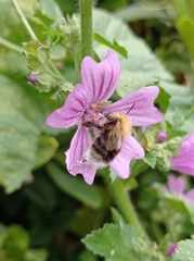 Bombus