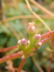 Cuscuta monogyna
