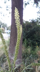 Reseda luteola