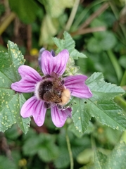 Bombus