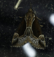 Hypena crassalis