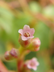 Cuscuta monogyna