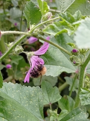 Bombus