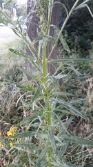 Reseda luteola
