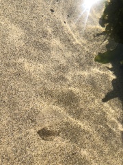 Platichthys stellatus