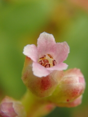 Cuscuta monogyna