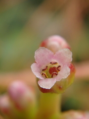 Cuscuta monogyna