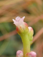 Cuscuta monogyna