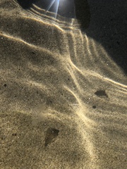 Platichthys stellatus