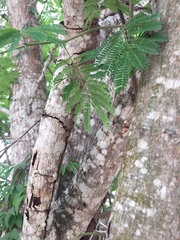 Havardia albicans