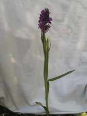 Dactylorhiza incarnata