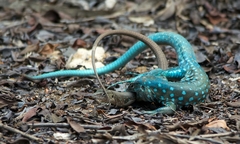 Cnemidophorus arubensis