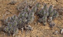 Euphorbia ferox