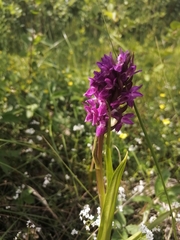 Dactylorhiza incarnata