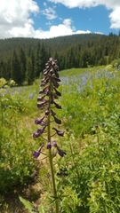 Delphinium × occidentale