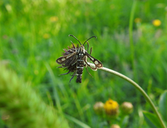 Pyropteron
