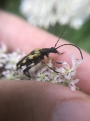 Rutpela maculata