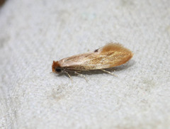 Tinea semifulvella