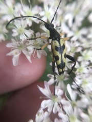 Rutpela maculata