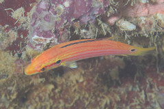 Bodianus bimaculatus