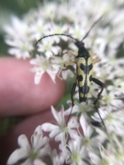 Rutpela maculata