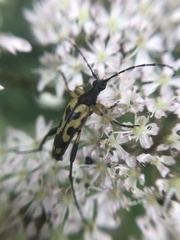 Rutpela maculata
