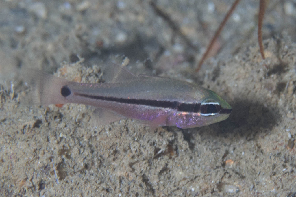 Pristiapogon
