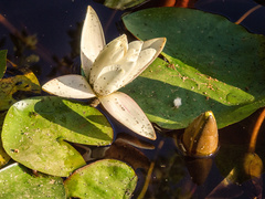 Nymphaea candida