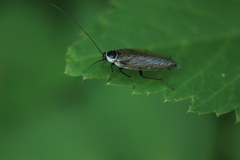 Ectobius sylvestris