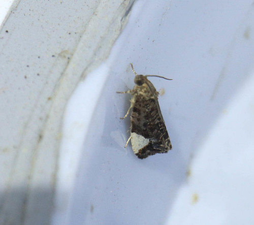 Hedya dimidiana