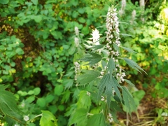 Leonurus quinquelobatus