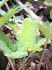 Dorstenia drakena