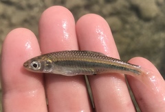 Notropis amabilis