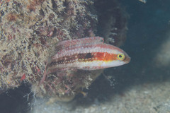 Oxycheilinus bimaculatus