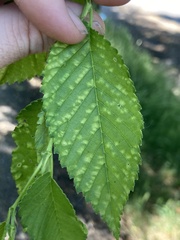 Taphrina ulmi