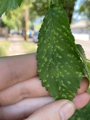 Taphrina ulmi