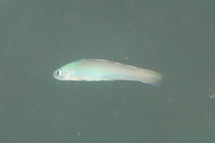 Ptereleotris microlepis