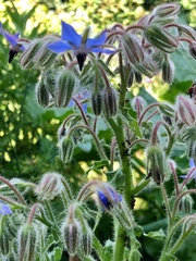 Borago