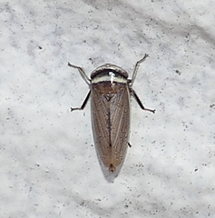 Pendarus magnus