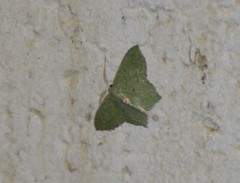 Chloropteryx nordicaria