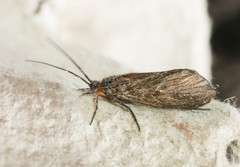 Oligotricha striata