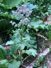 Borago