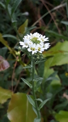 Berteroa incana