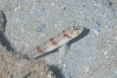 Amblyeleotris masuii