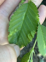 Taphrina ulmi