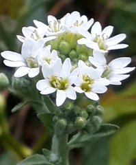 Berteroa incana