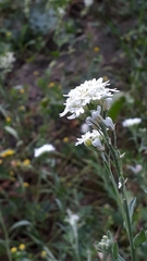 Berteroa incana