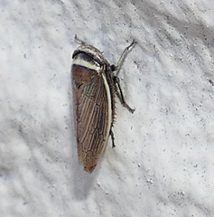 Pendarus magnus